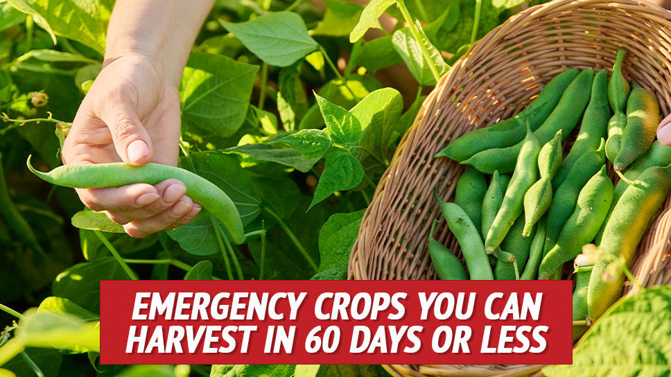 Emergency Crops You Can Harvest in 60 Days or Less