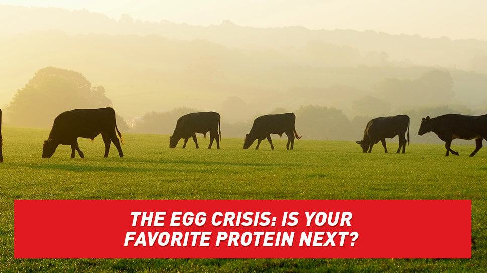 Cow silhouettes lined up against a hay field.
