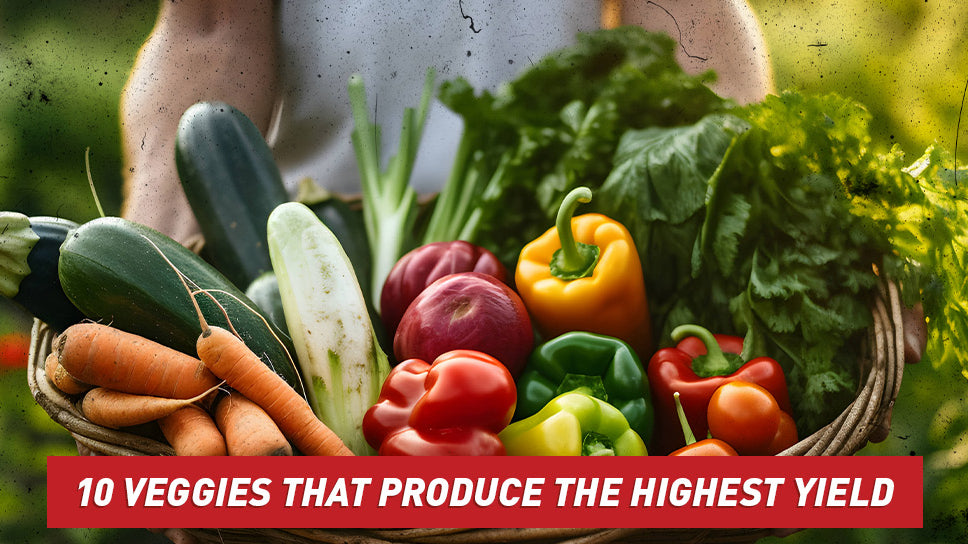 A person in a white shirt holding a bounteous harvest of colorful vegetables.