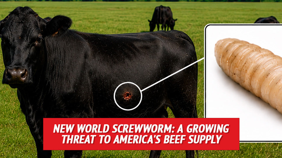 New World Screwworm: A Growing Threat to America's Beef Supply