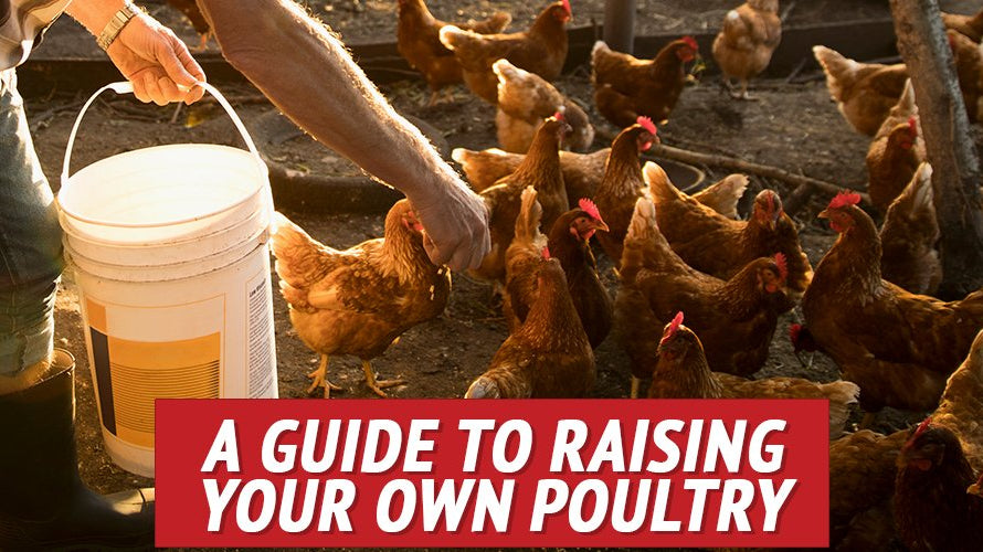 A Guide to Raising Your Own Poultry - My Patriot Supply