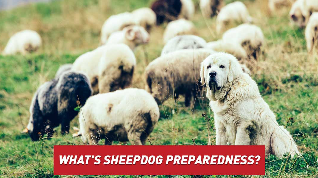 What's Sheepdog Preparedness?