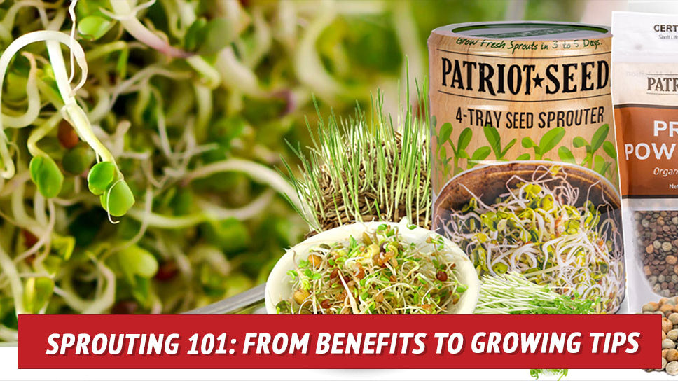 Sprouting 101: From Benefits to Growing Tips - My Patriot Supply