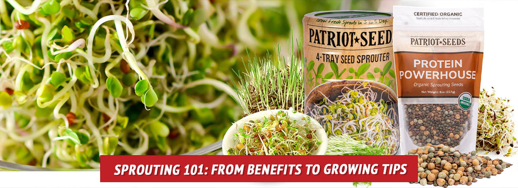 Sprouting 101: From Benefits to Growing Tips