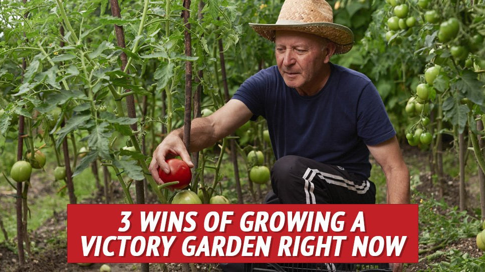 3 Wins of Growing a Victory Garden Right Now - My Patriot Supply