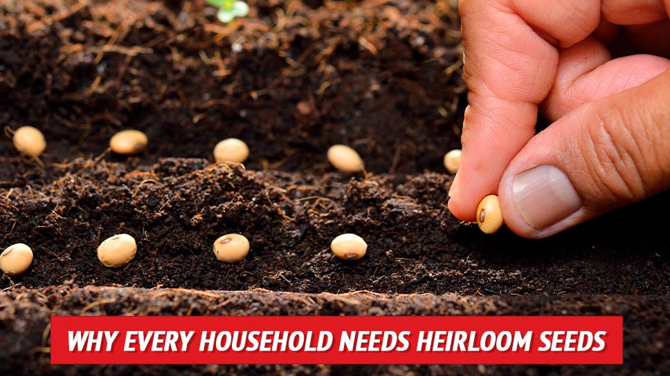Why Every Household Needs Heirloom Seeds