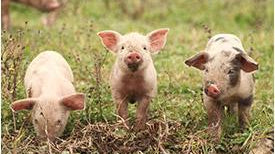 The Three Little Pigs & Preparedness - My Patriot Supply