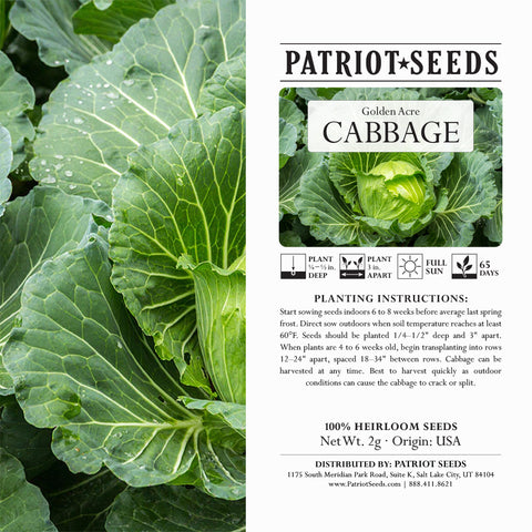 Heirloom Golden Acre Cabbage (2mg) by Patriot Seeds