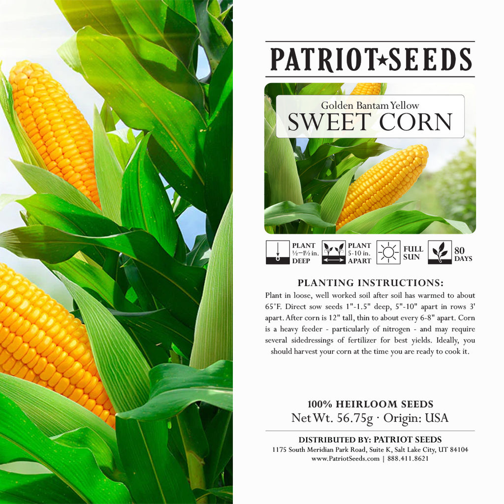 Heirloom Golden Bantam Yellow Sweet Corn (56.75mg) by Patriot Seeds