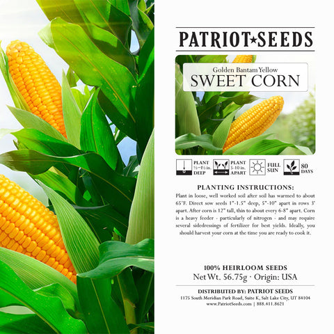 Image of Heirloom Golden Bantam Yellow Sweet Corn (56.75mg) by Patriot Seeds