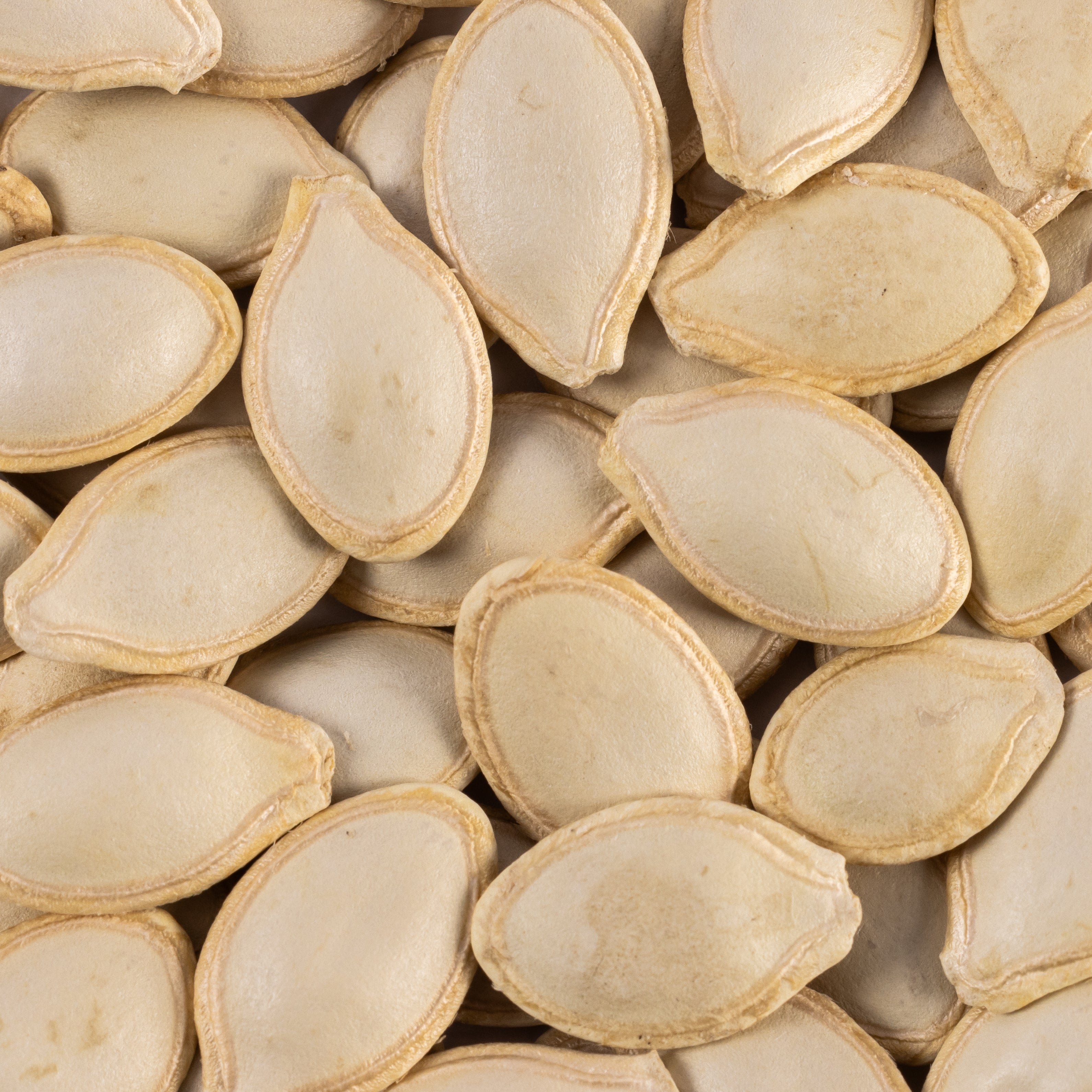 Heirloom Grey Zucchini Summer Squash Seeds (14g) by Patriot Seeds Closeup