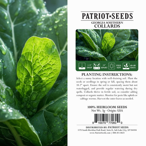 Image of Heirloom Georgia Southern Collards Seeds (3g) by Patriot Seeds