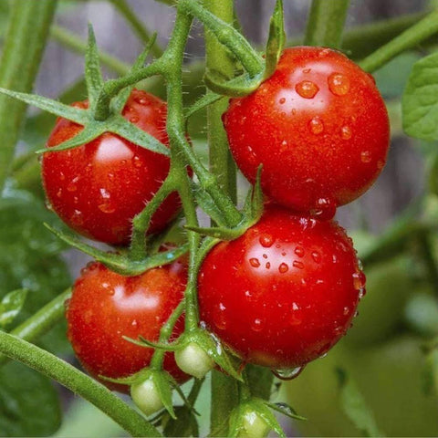 Image of Large Red Cherry Tomato Seeds (250mg) - My Patriot Supply