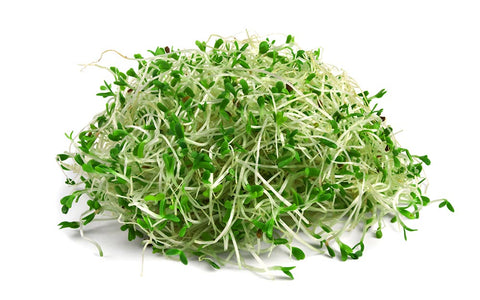 Image of Organic Alfalfa Sprouting Seeds by Patriot Seeds (4 ounces)