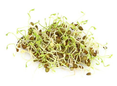 Image of Organic Green Lentil Sprouting Seeds by Patriot Seeds (4 ounces)