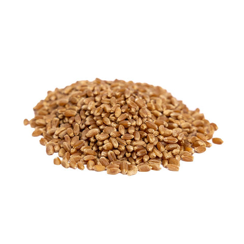 Organic Hard Red Wheat Sprouting Seeds by Patriot Seeds (8 ounces)