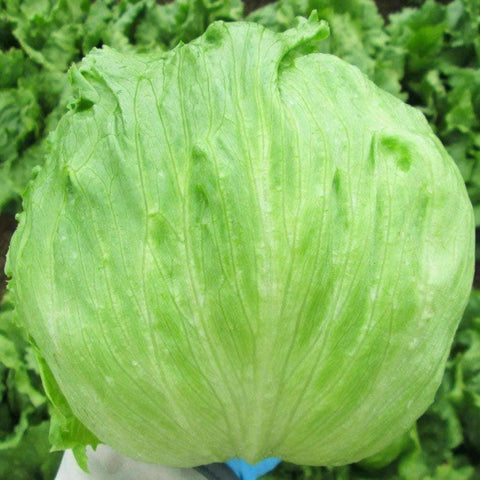 Image of ceberg - Head Lettuce Seeds (1g) - My Patriot Supply