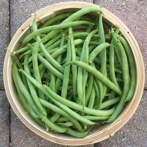 Image of Contender Bush Beans (20g) - My Patriot Supply