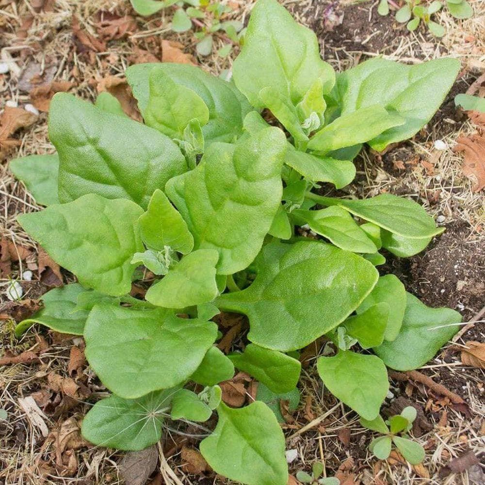 New Zealand Spinach Seeds (6g) - My Patriot Supply