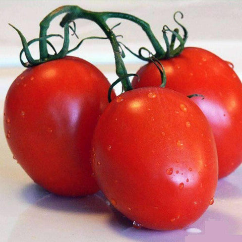 Image of Roma Tomato Seeds (250mg) - My Patriot Supply