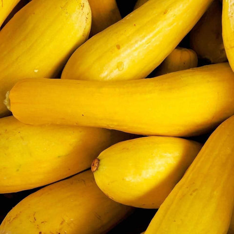 Image of Early Prolific Straightneck Summer Squash Seeds (5g) - My Patriot Supply