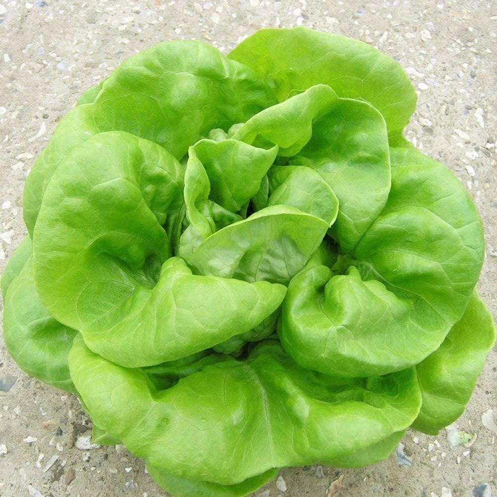 Buttercrunch - Butterhead Lettuce Seeds (500mg) - My Patriot Supply