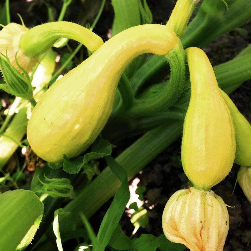Discontinued - Organic Early Crookneck Summer Squash Seeds (2g) - My Patriot Supply