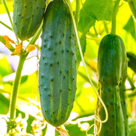 Image of Straight Eight Cucumber Seeds (2g) - My Patriot Supply