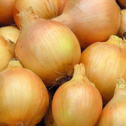 Image of Organic Yellow Sweet Spanish Onion Seeds (500mg) - My Patriot Supply