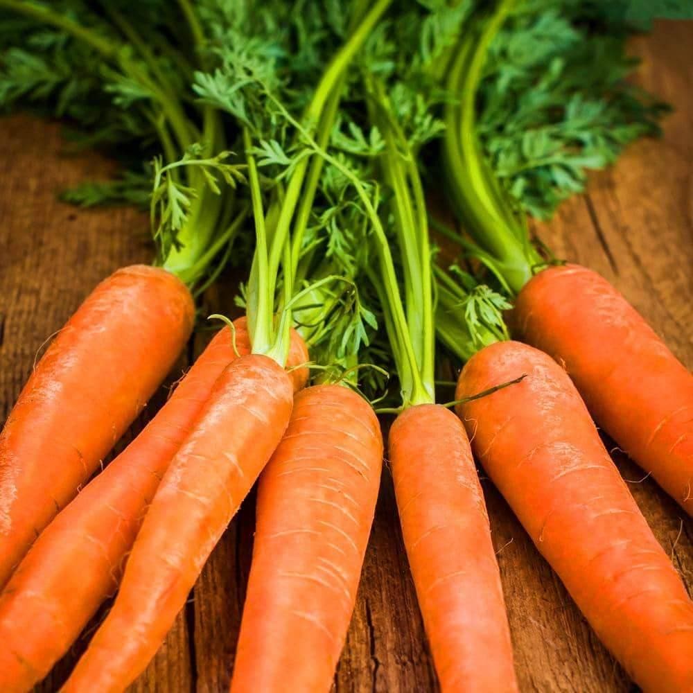 Organic Scarlet Nantes Carrot Seeds (250mg) - My Patriot Supply