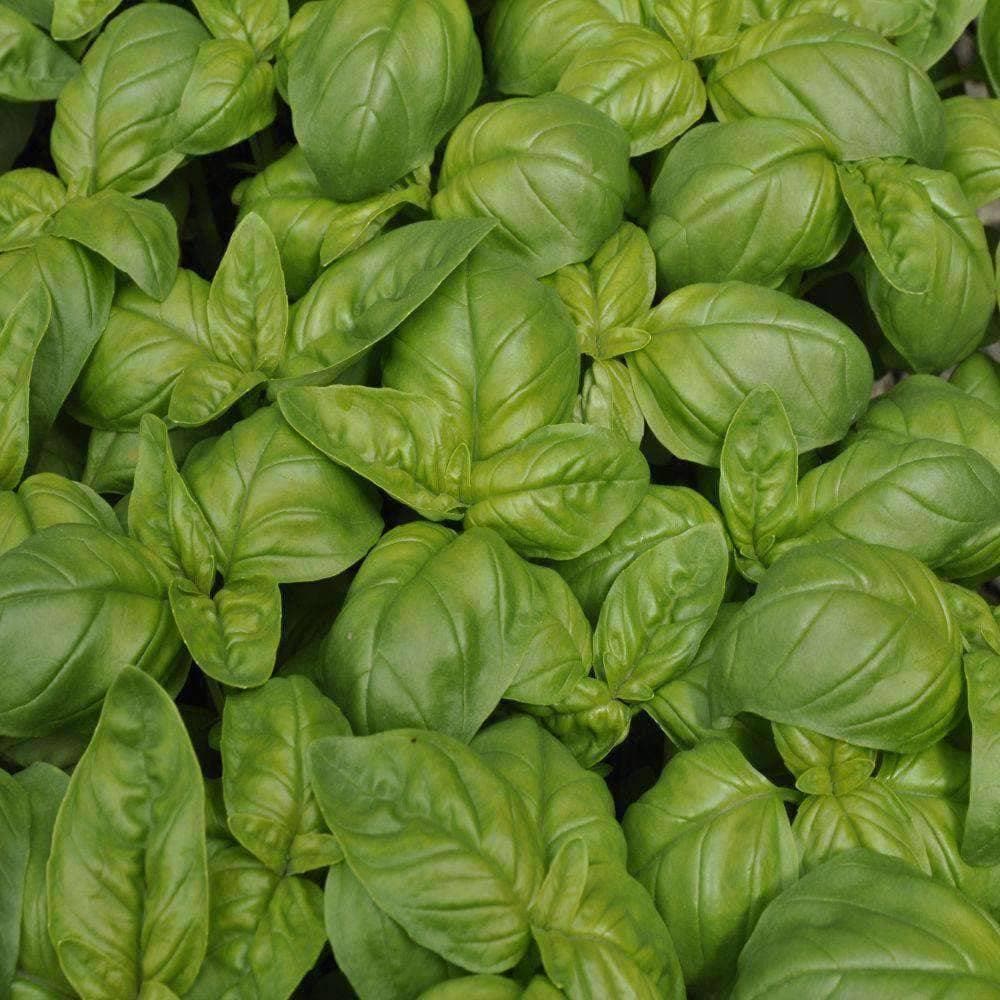 Genovese Basil Herb Seeds (500mg) - My Patriot Supply