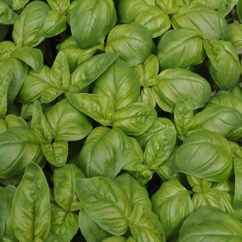 Image of Genovese Basil Herb Seeds (500mg) - My Patriot Supply