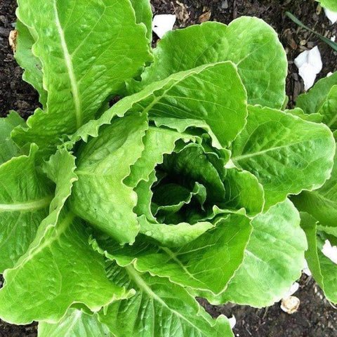Image of Organic Parris Island Cos - Romaine Lettuce Seeds (500mg) - My Patriot Supply