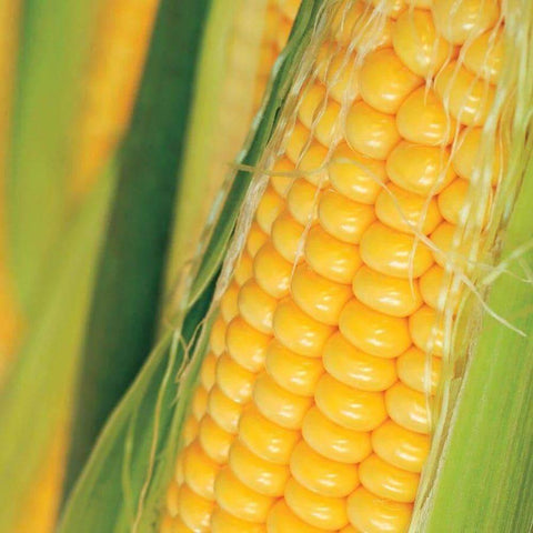 Image of Golden Bantam - Yellow Sweet Corn Kernels (56g) - My Patriot Supply