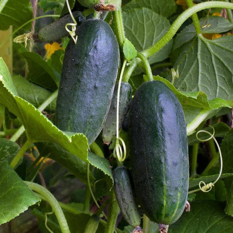 Image of Organic Marketmore 76 Cucumber Seeds (2g) - My Patriot Supply