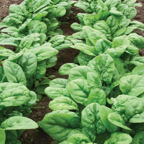 Organic Bloomsdale Spinach Seeds (3g) - My Patriot Supply