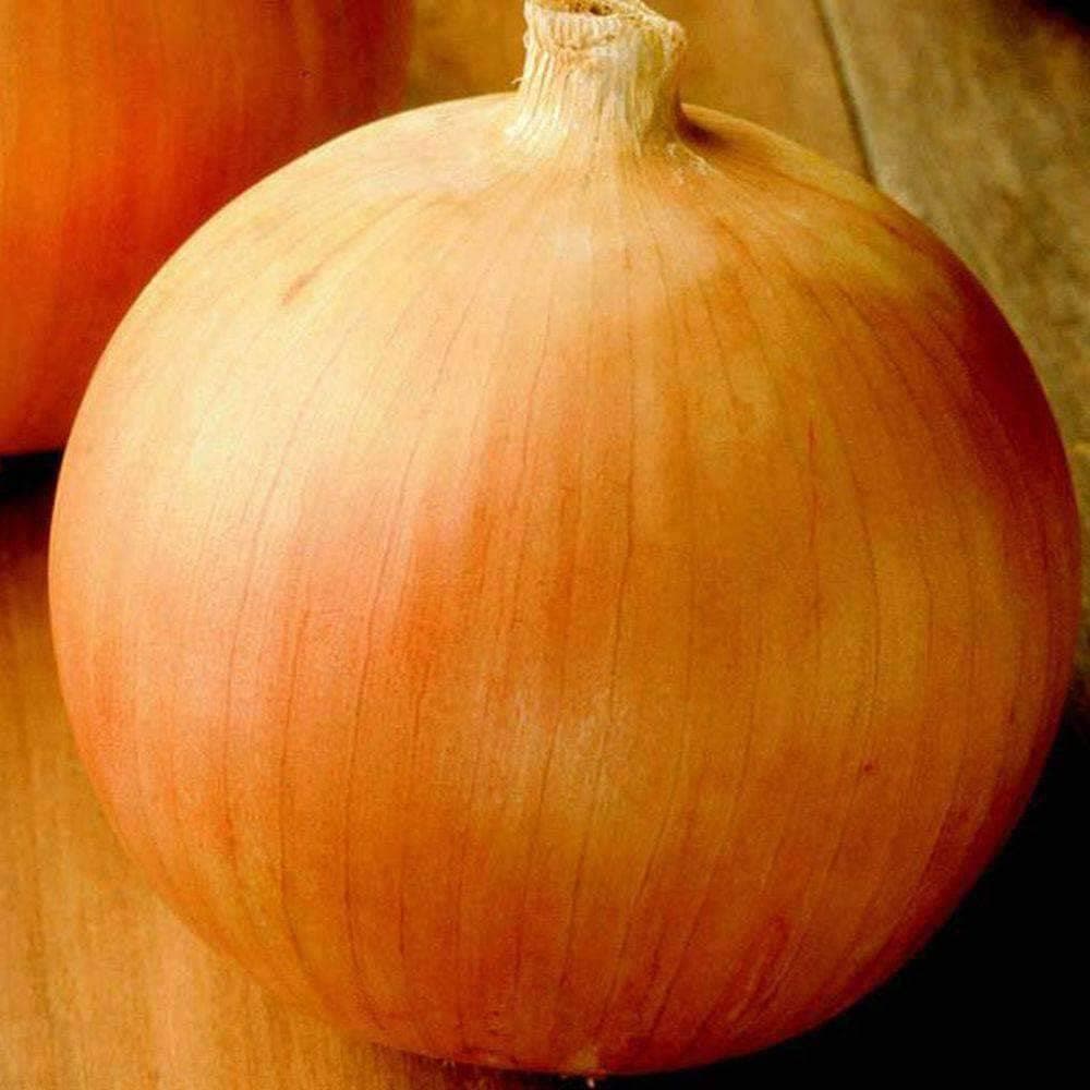 Organic Yellow Sweet Spanish Onion Seeds (500mg) - My Patriot Supply