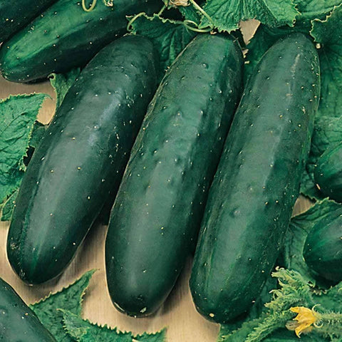 Image of Organic Marketmore 76 Cucumber Seeds (2g) - My Patriot Supply