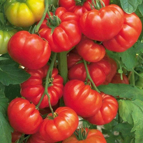 Image of Beefsteak Tomato Seeds (250mg) - My Patriot Supply