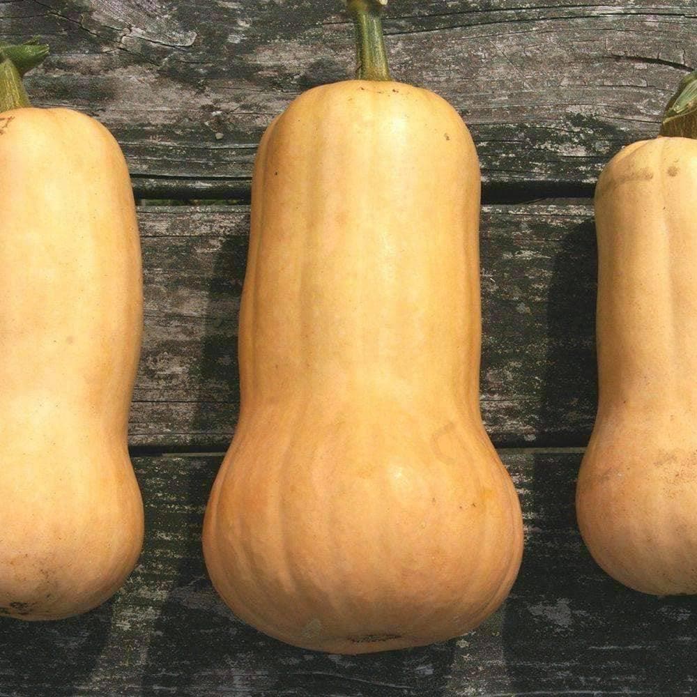 Organic Waltham Butternut Winter Squash Seeds (5g) - My Patriot Supply