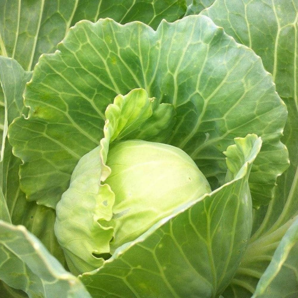Organic Golden Acre Cabbage Seeds (1g) - My Patriot Supply