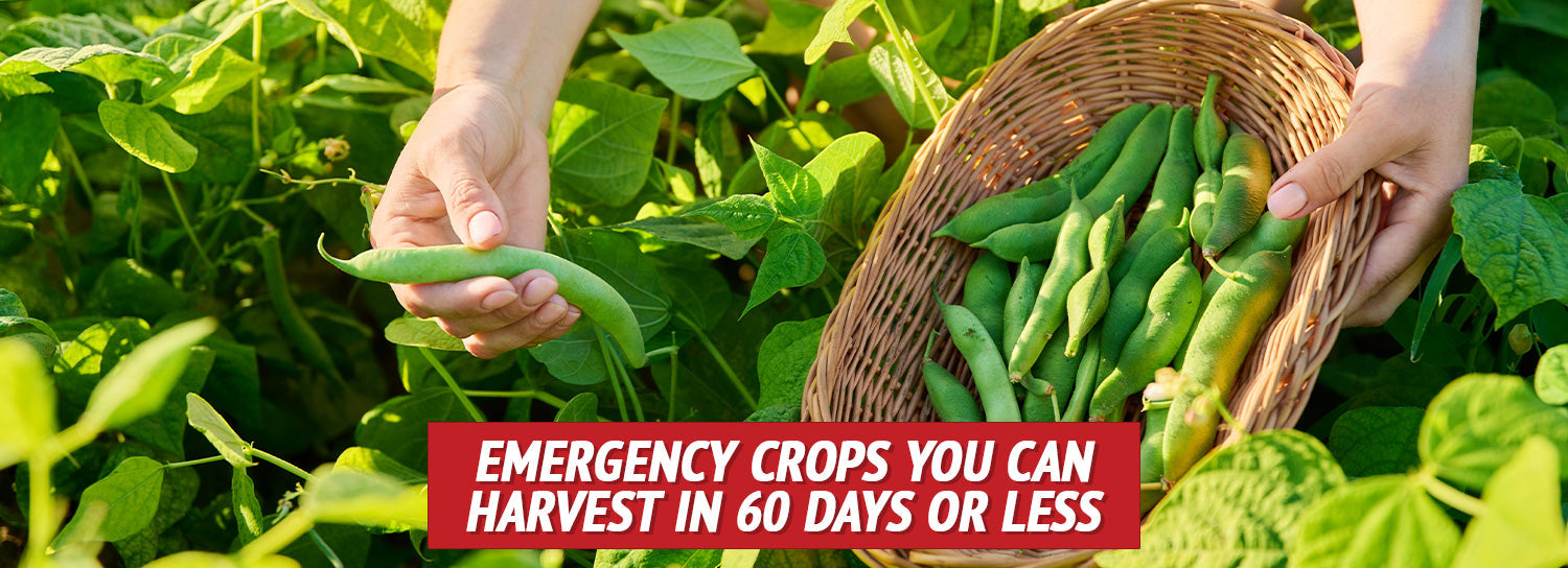 Emergency Crops You Can Harvest in 60 Days or Less