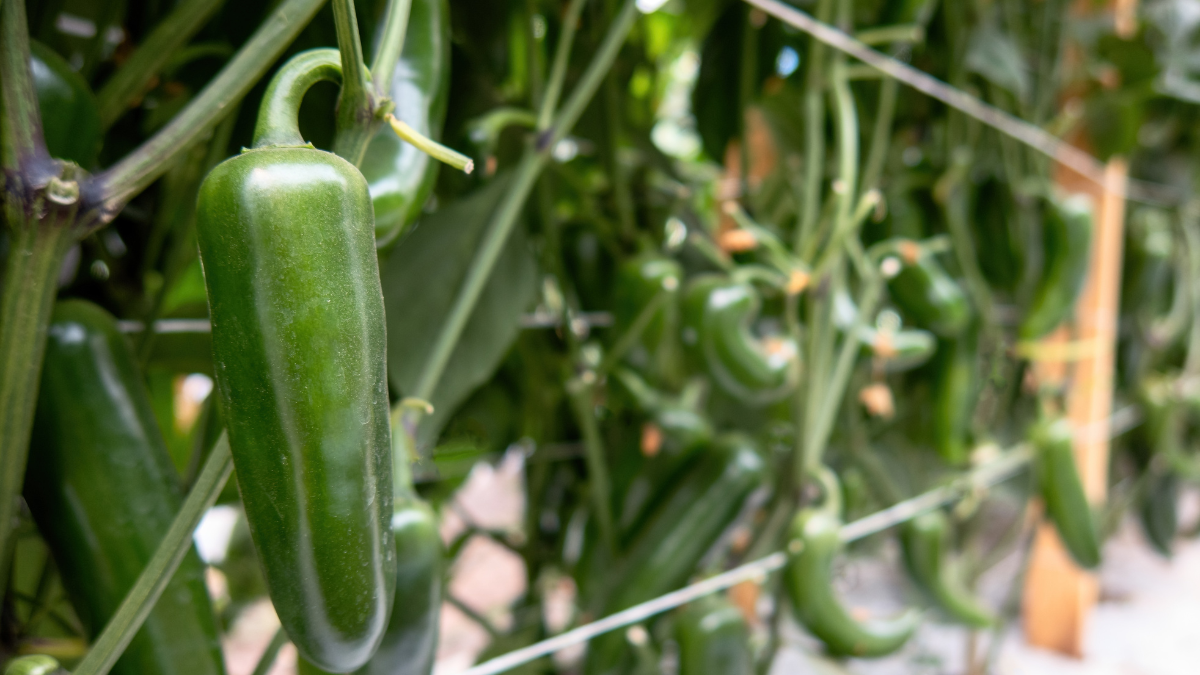 18 meat products recalled after link to jalepeno salmonella outbreak