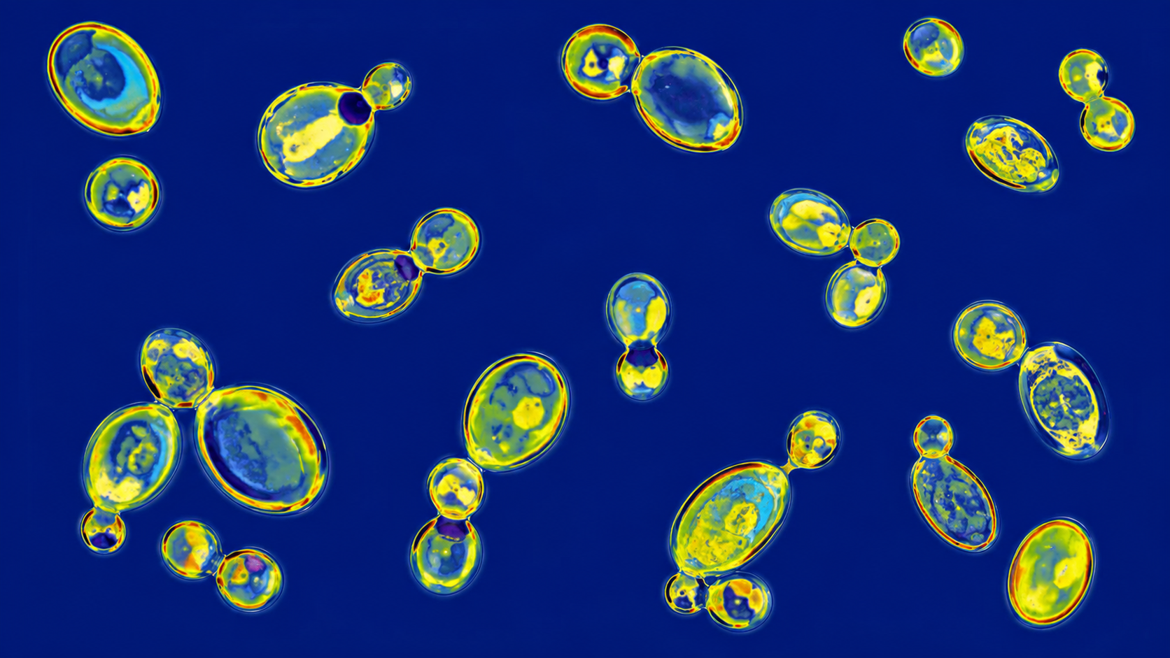 Drug-resistant ‘superbug’ fungus spreads to 23 states. What you should know