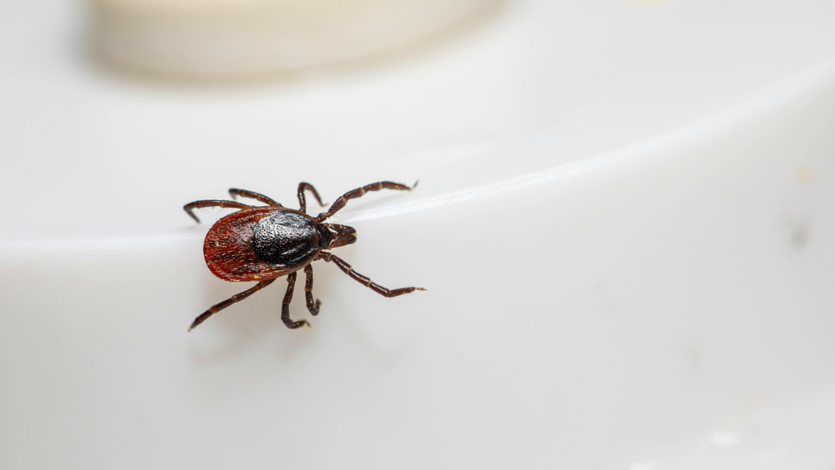 First Case of Bourbon Virus, Which Is Untreatable and Potentially Fatal, Confirmed in New York