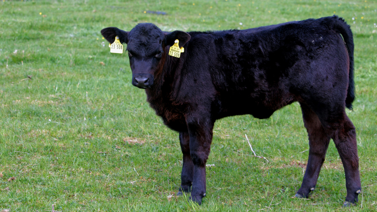 Flesh-Eating Pest Confirmed in U.S. Cattle