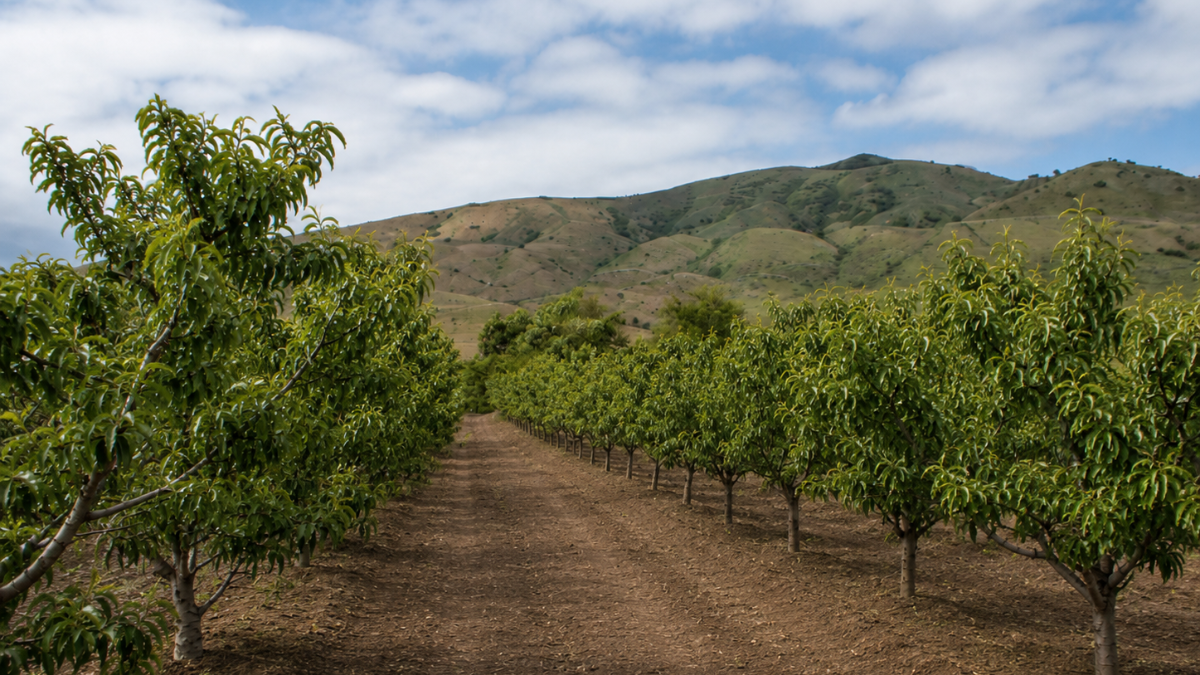 Fruit Highway opens without Utah peaches