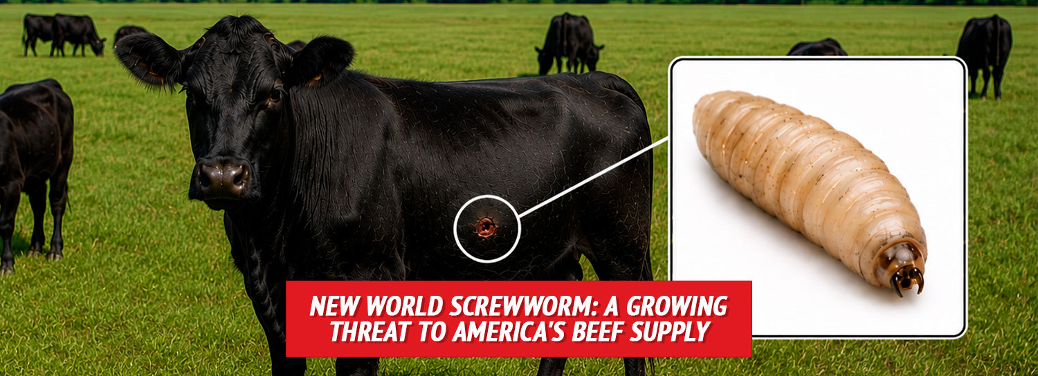 New World Screwworm: A Growing Threat to America's Beef Supply