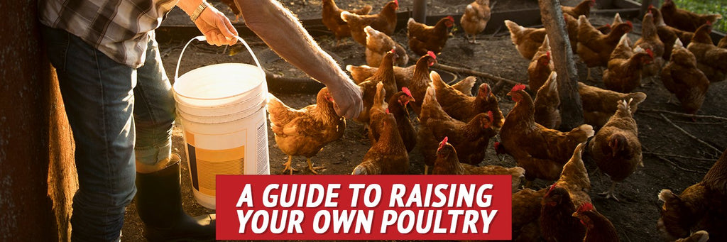 A Guide to Raising Your Own Poultry