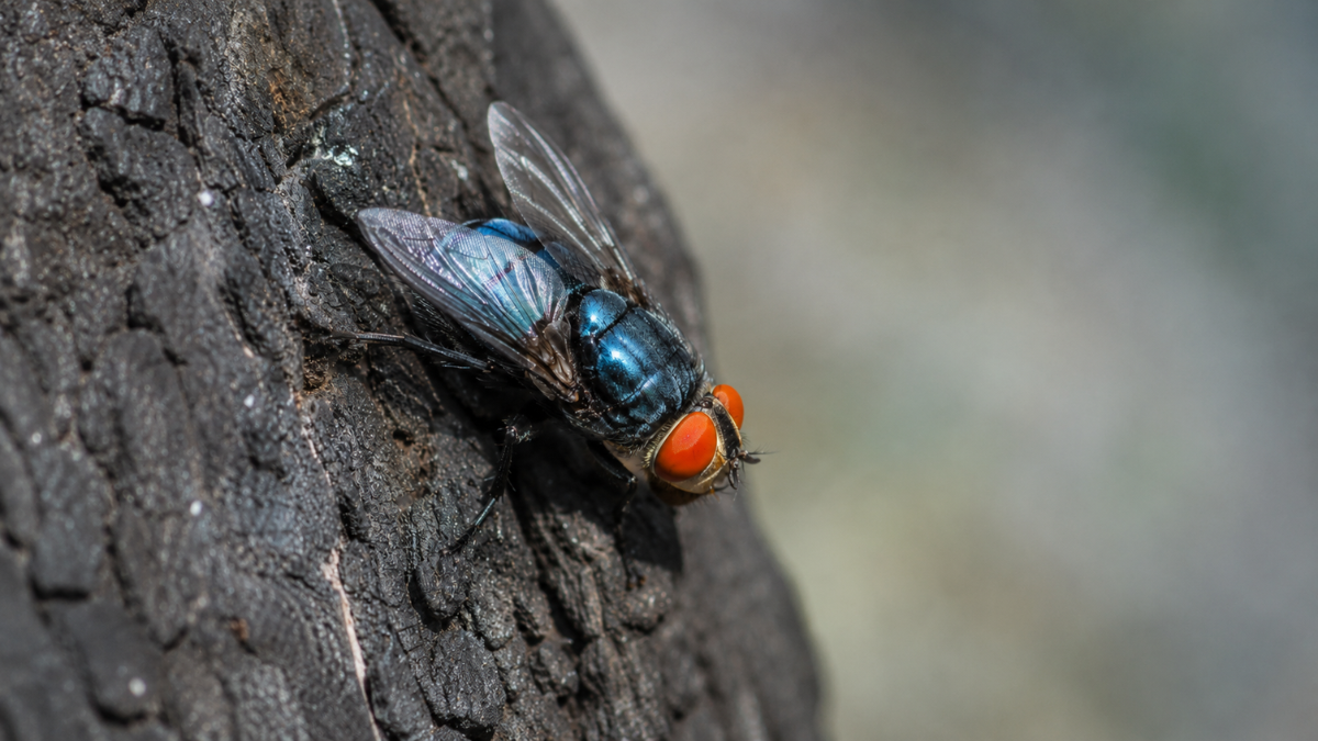 Two more Texas screwworm infections found in animals far apart, USDA says